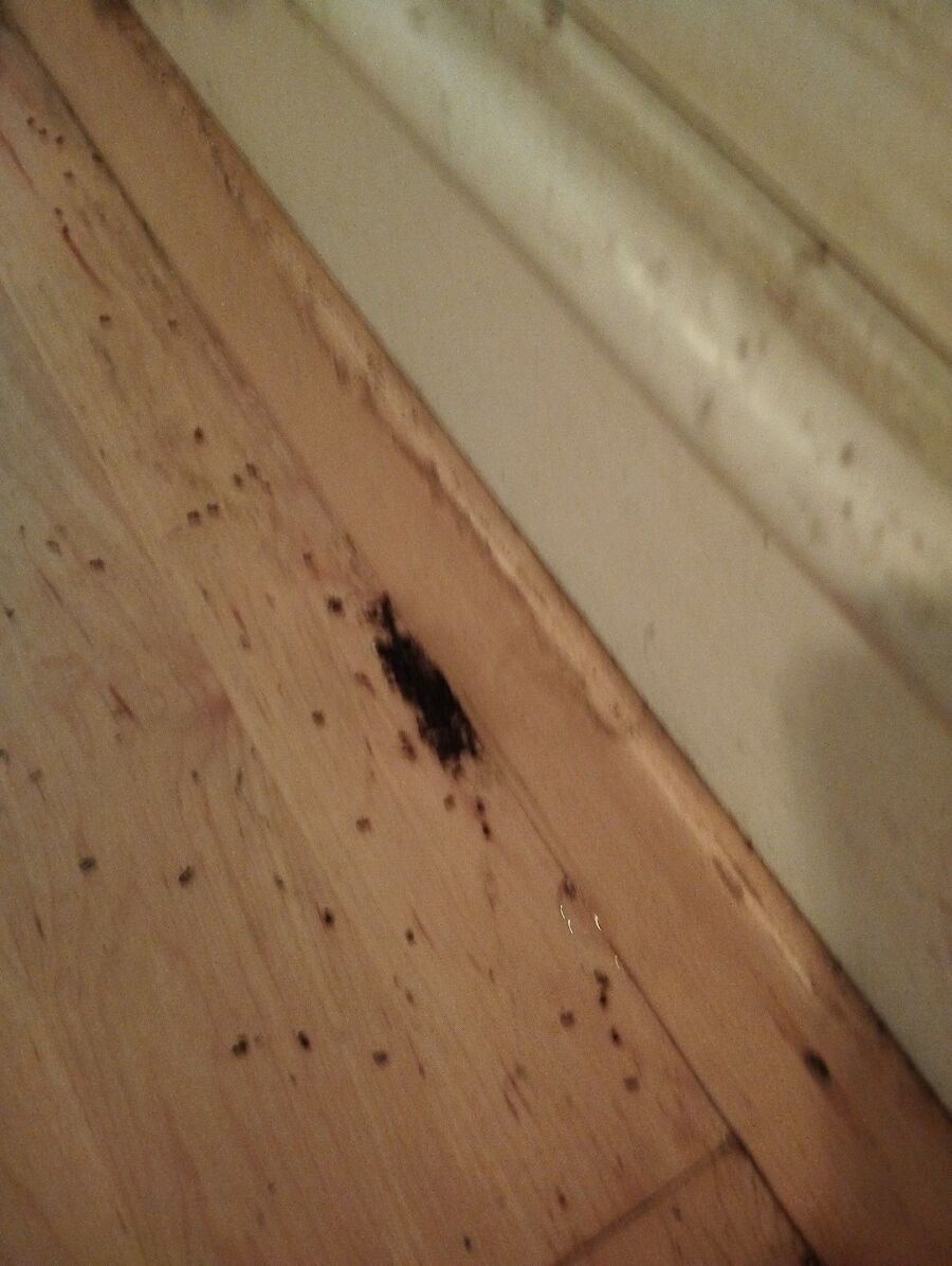 desinfestateur exterminateur-Ursins-Einsatzvorbereitung.jpeg