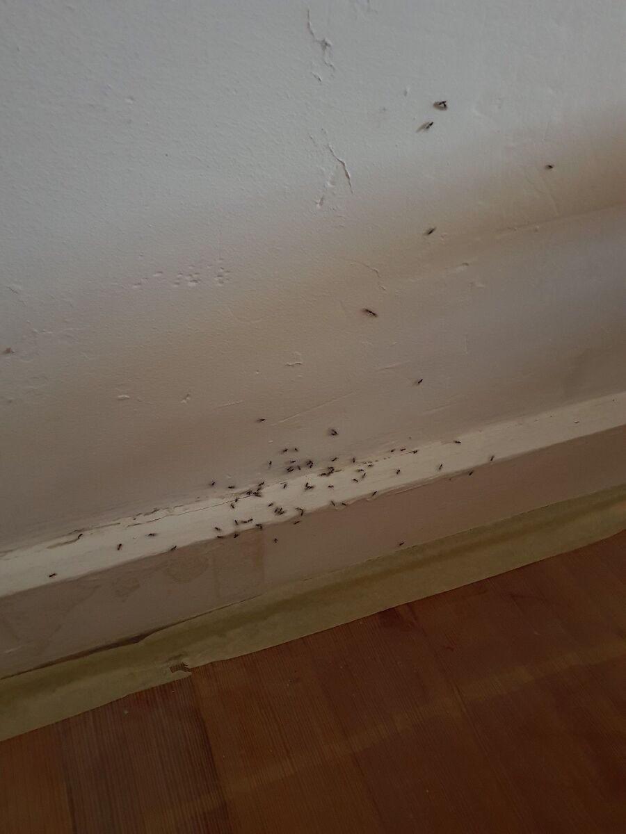 desinfestateur exterminateur-Valeyres-sous-Montagny-Einsatzvorbereitung.jpeg