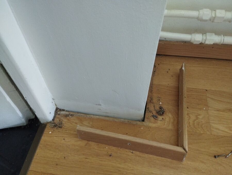 desinfestateur exterminateur-Valeyres-sous-Ursins-Einsatzvorbereitung.jpeg