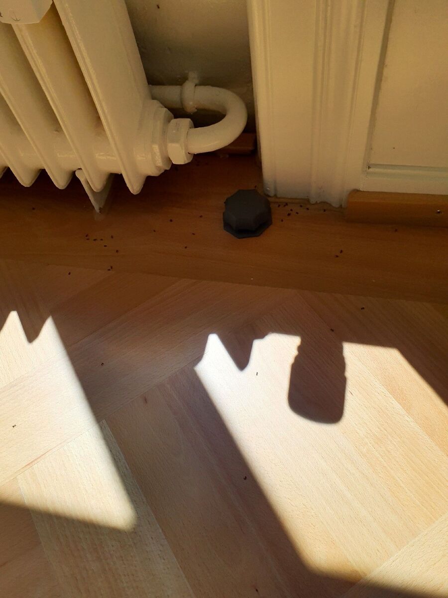 desinfestateur exterminateur-Vallorbe-Einsatzvorbereitung.jpeg