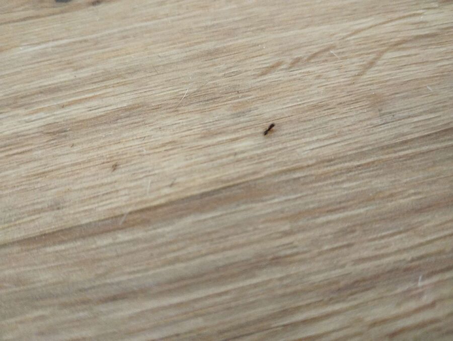 desinfestateur exterminateur-Villars-sous-Yens-Einsatzvorbereitung.jpeg