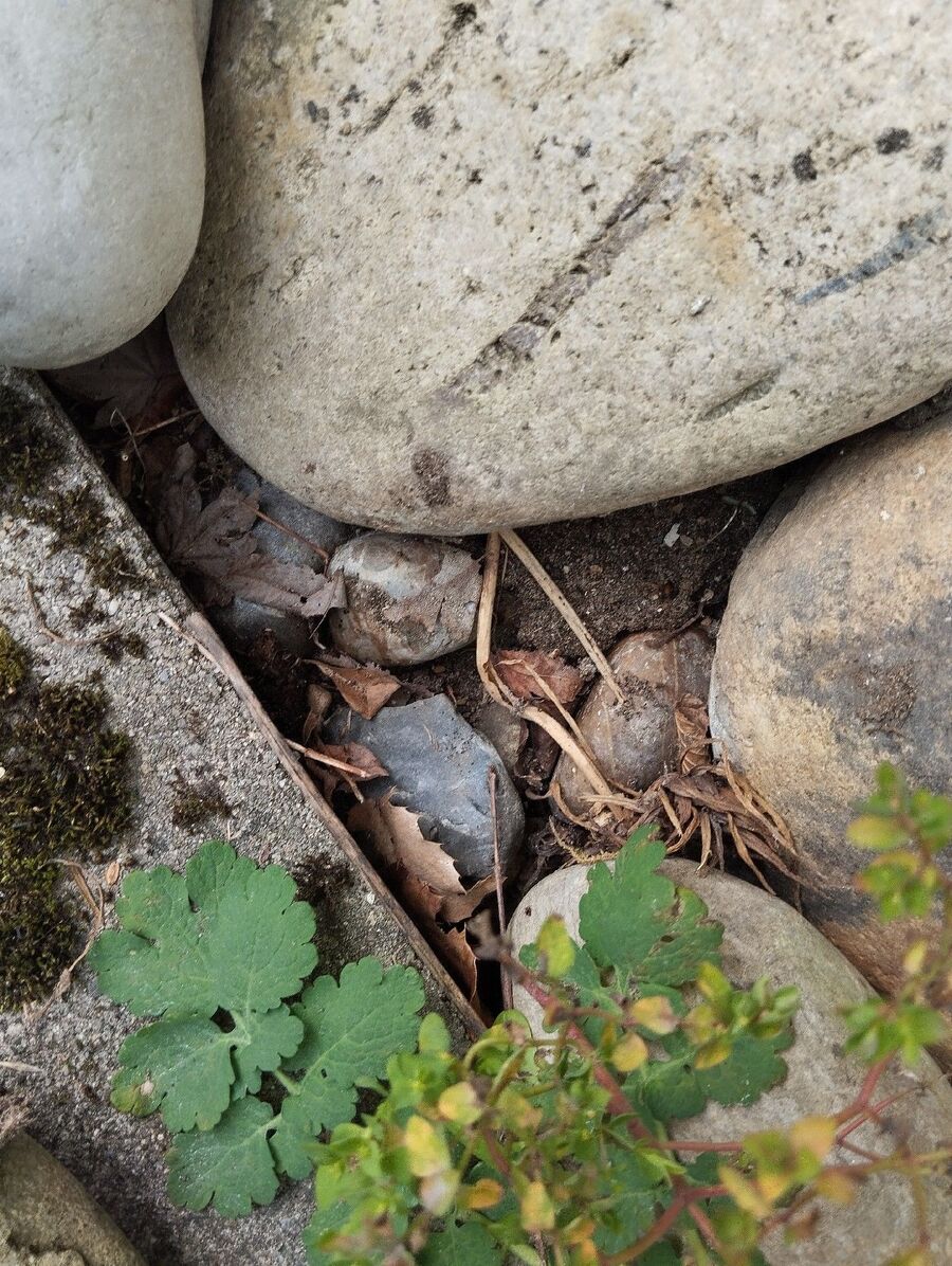 desinfestateur exterminateur-Vuarrens-Einsatzvorbereitung.jpeg