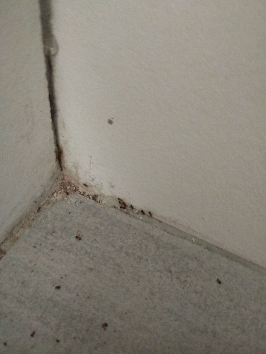 desinfestateur exterminateur-Vucherens-Einsatzvorbereitung.jpeg