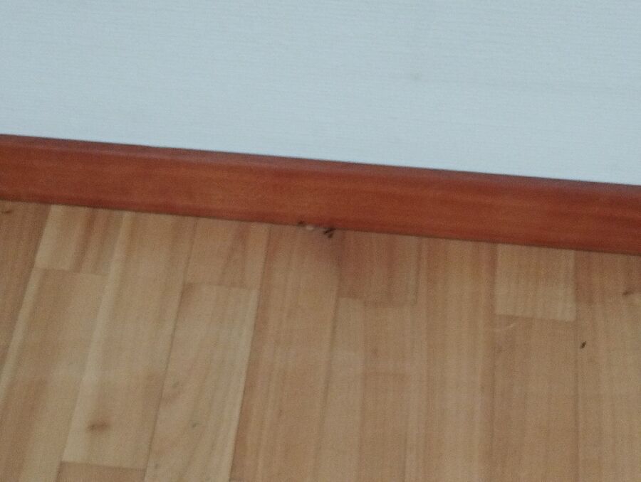 desinfestateur exterminateur-Vufflens-la-Ville-Einsatzvorbereitung.jpeg