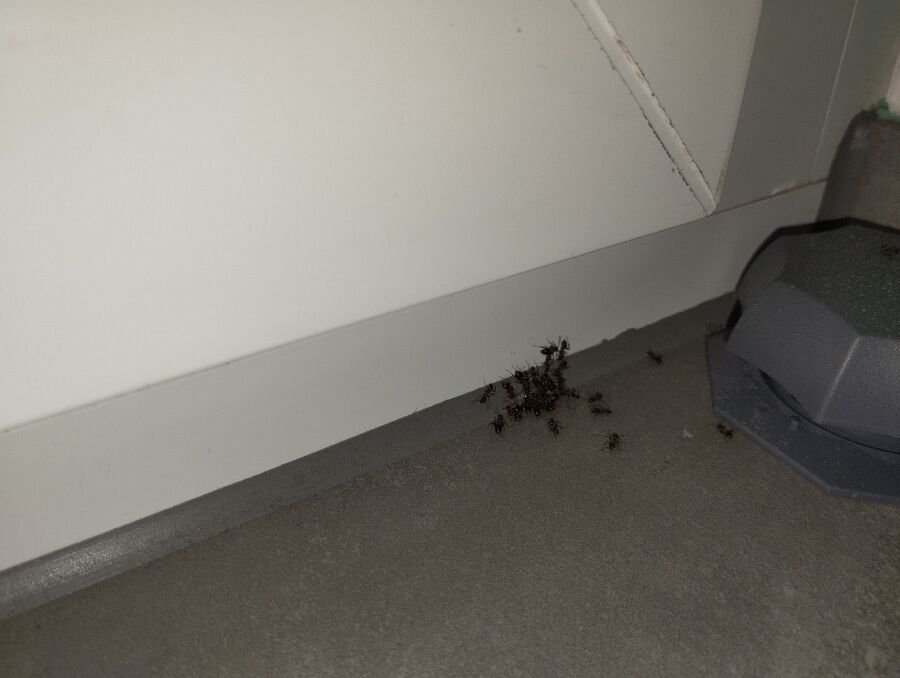 desinfestateur exterminateur-Vufflens-le-Château-Einsatzvorbereitung.jpeg