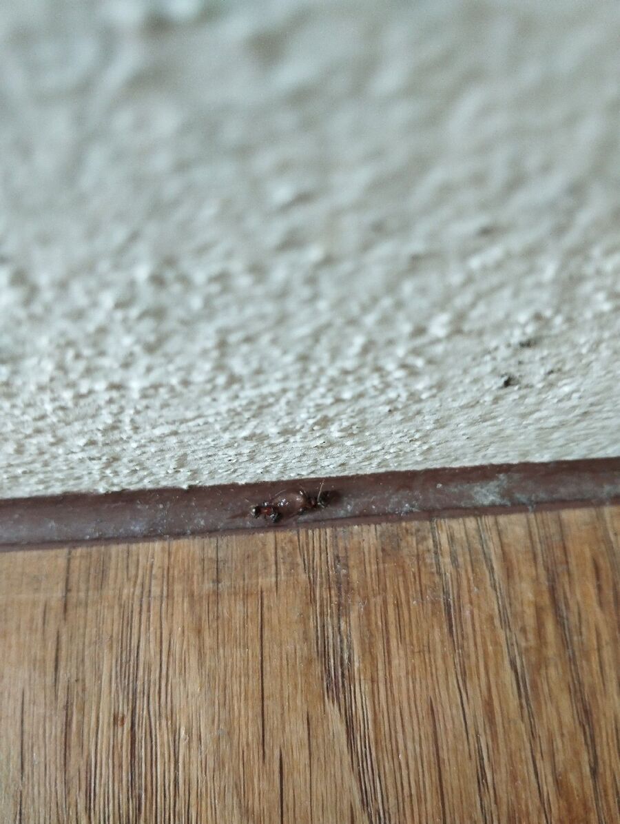 desinfestateur exterminateur-Vuiteboeuf-Einsatzvorbereitung.jpeg