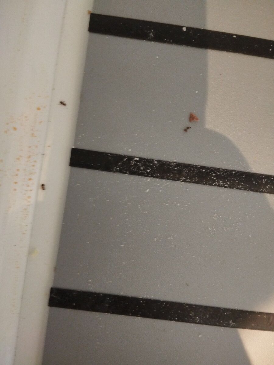 desinfestateur exterminateur-Vully-les-Lacs-Einsatzvorbereitung.jpeg