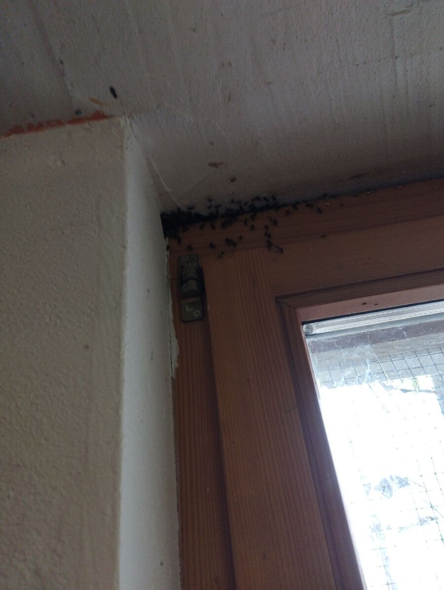 desinfestateur exterminateur-Yens-Einsatzvorbereitung.jpeg