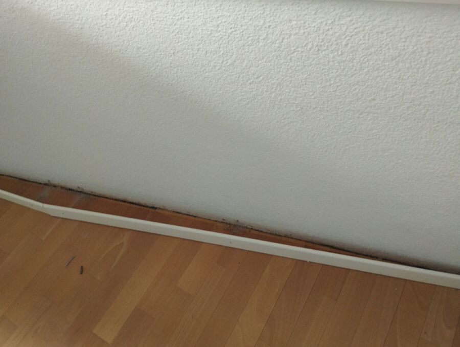 exterminateur en action