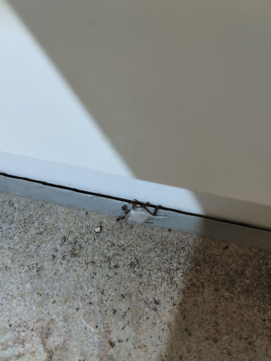 exterminateur en action