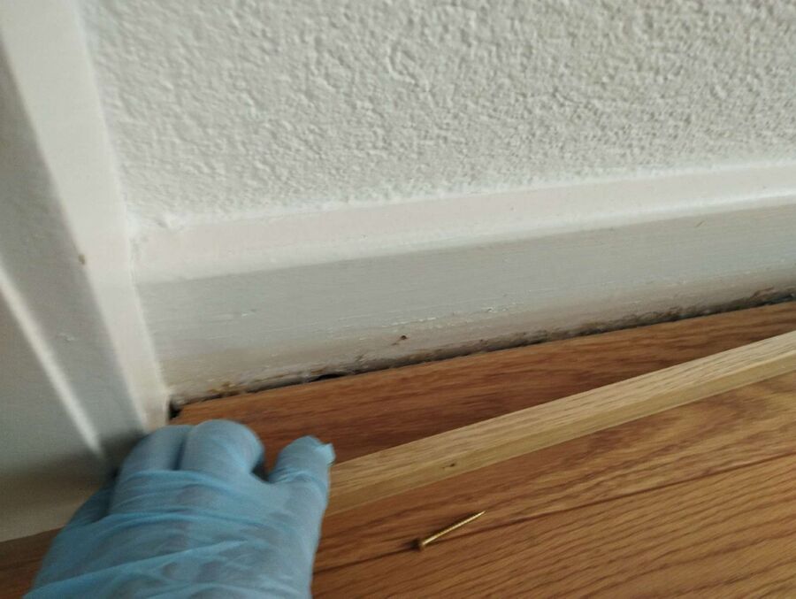 desinfestateur exterminateur-Courroux-Einsatzvorbereitung.jpeg