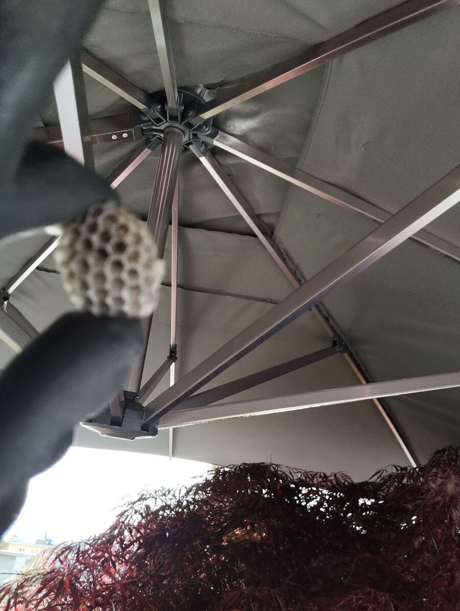 exterminateur d insectes a-Brot-Plamboz 