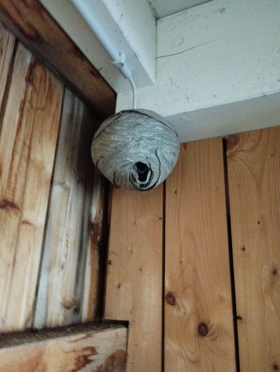 exterminateur d insectes a-La Côte-aux-Fées.jpg