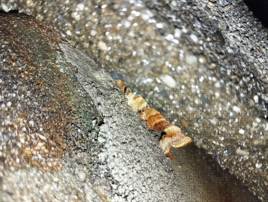 exterminateur d insectes a-Haute-Sorne.jpg