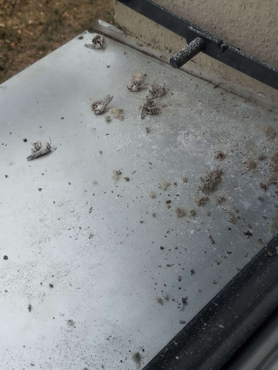 exterminateur d insectes a-La Baroche.jpg