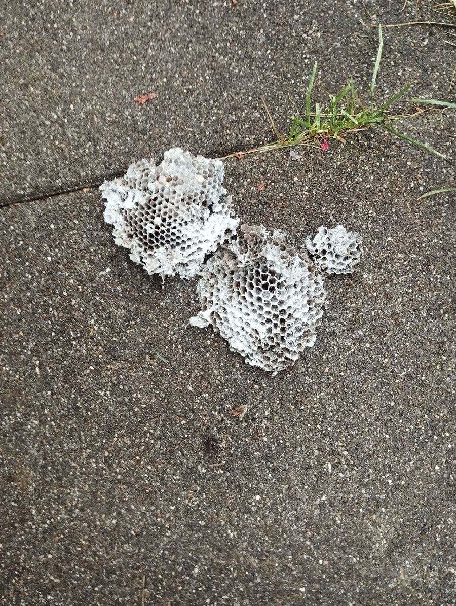 exterminateur d insectes a-La Chaux-des-Breuleux.jpg