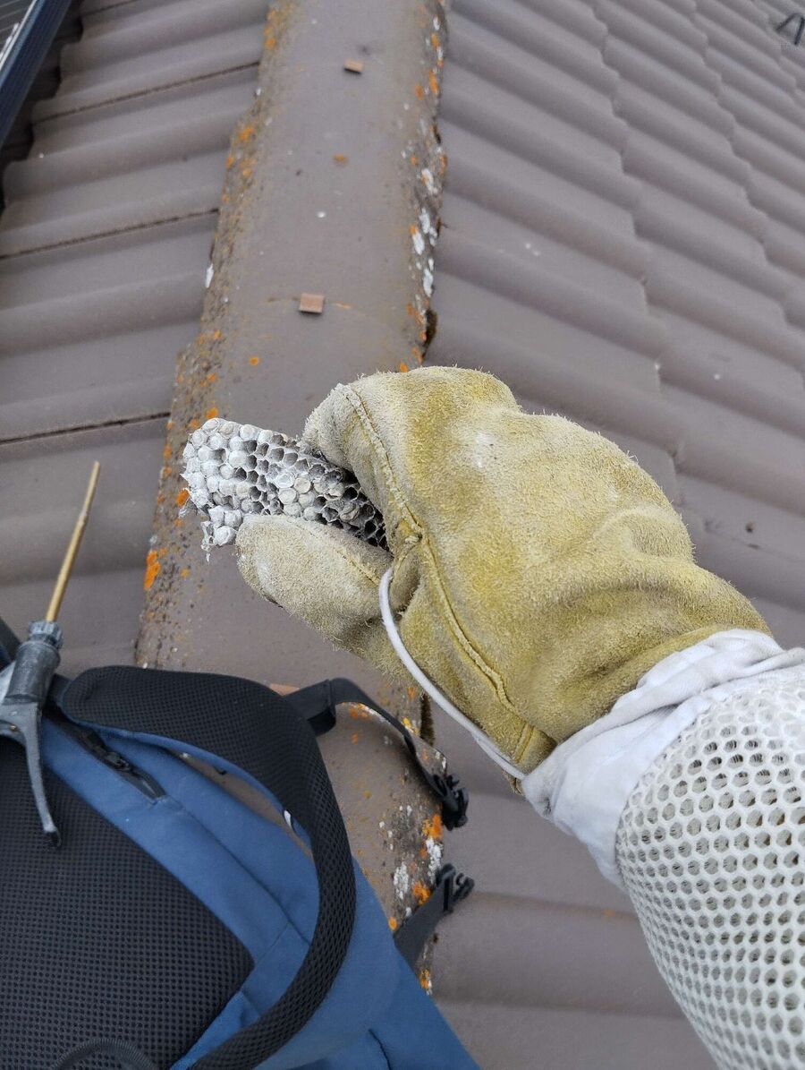 exterminateur d insectes a-Lajoux (JU).jpg