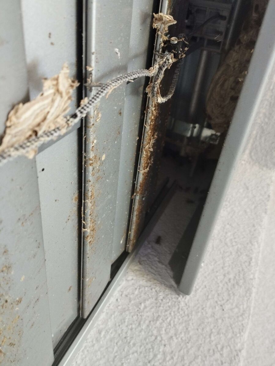 exterminateur d insectes a-Le Bémont (JU).jpg