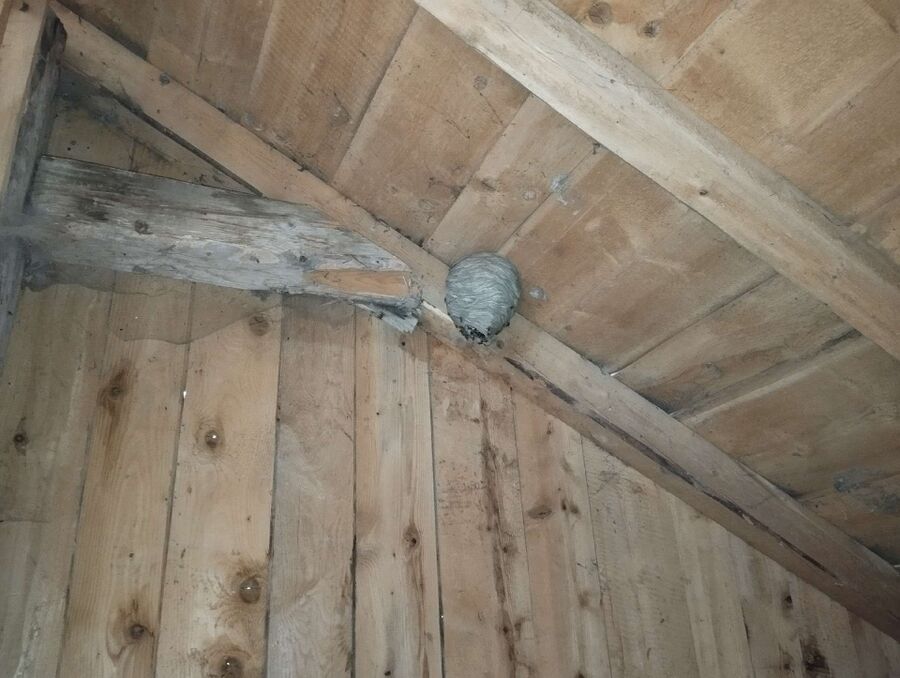 exterminateur d insectes a-Les Breuleux.jpg