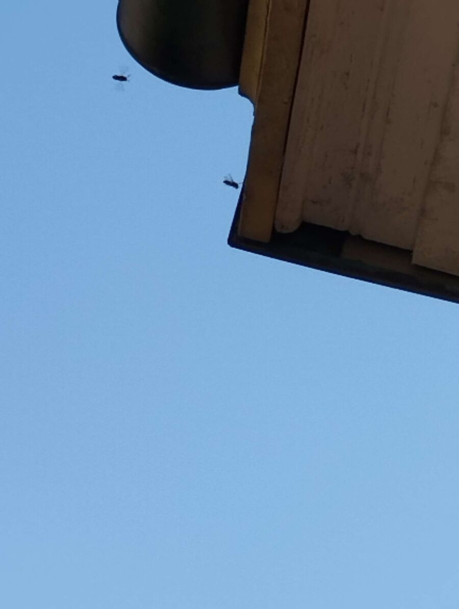 exterminateur d insectes a-Les Enfers.jpg