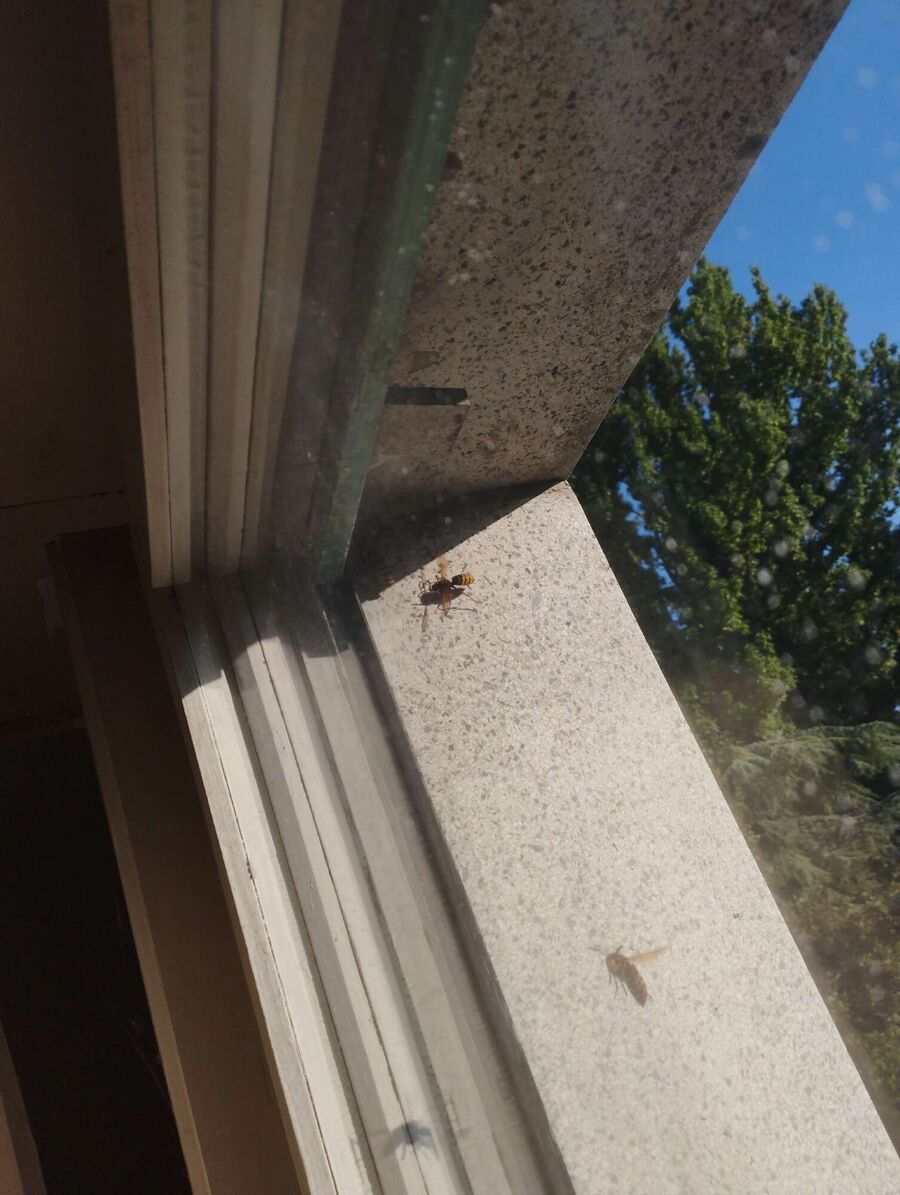 exterminateur d insectes a-Mettembert.jpg