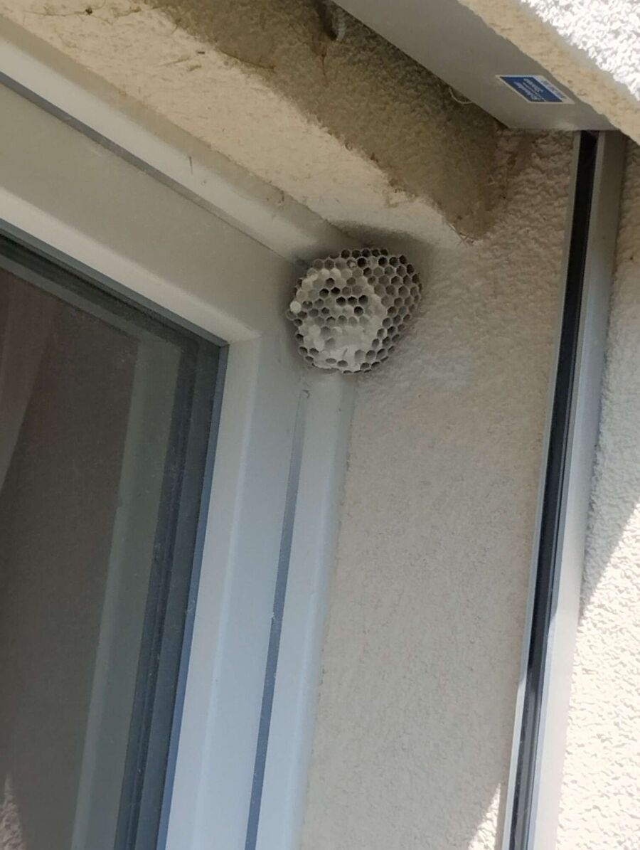 exterminateur d insectes a-Movelier.jpg