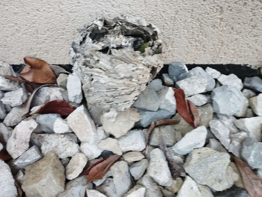 exterminateur d insectes a-Muriaux.jpg