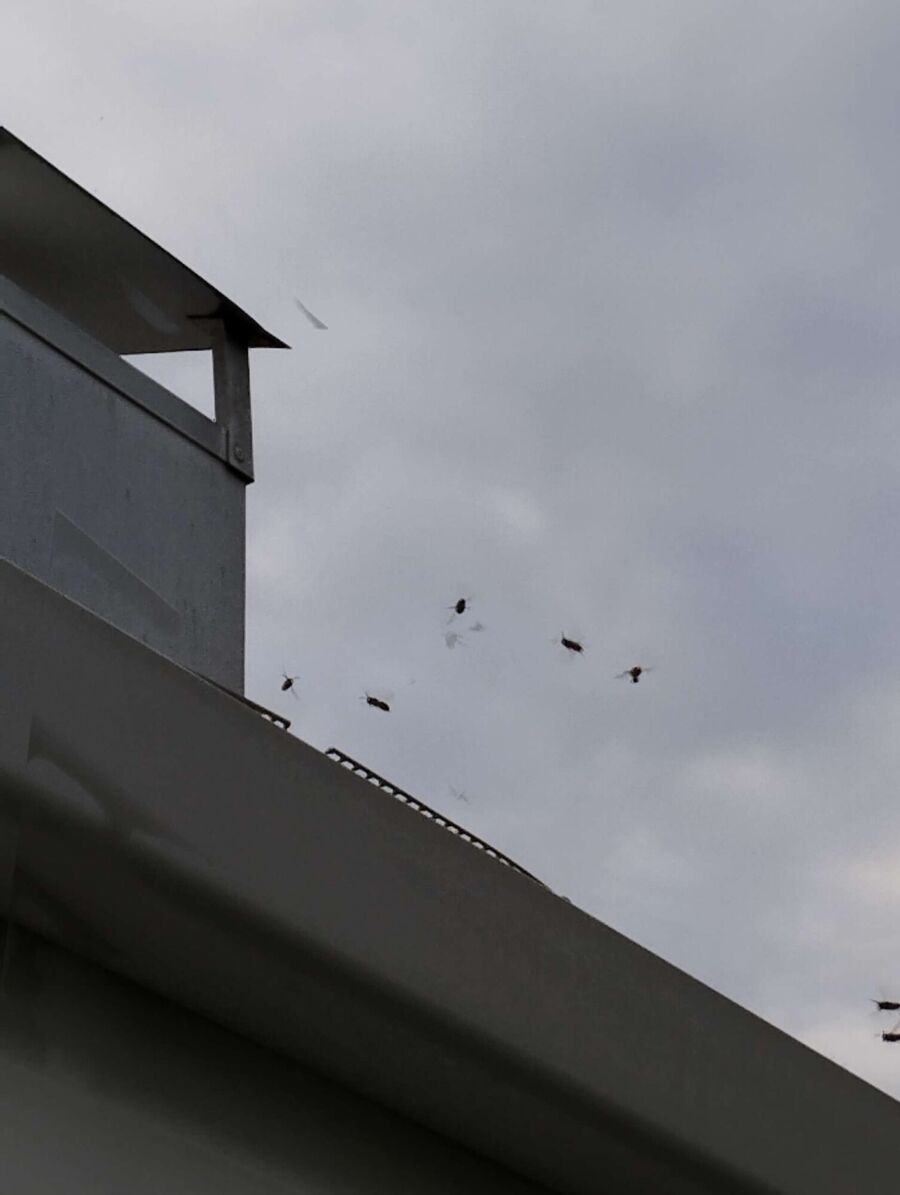 exterminateur d insectes a-Saignelégier.jpg