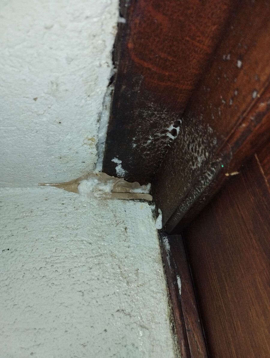 exterminateur d insectes a-Saulcy.jpg