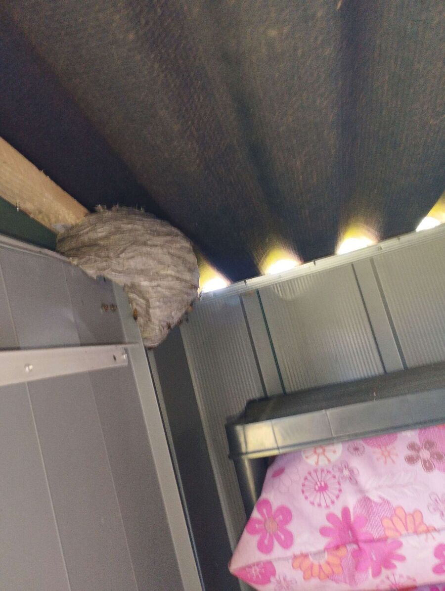 exterminateur d insectes a-Soubey.jpg