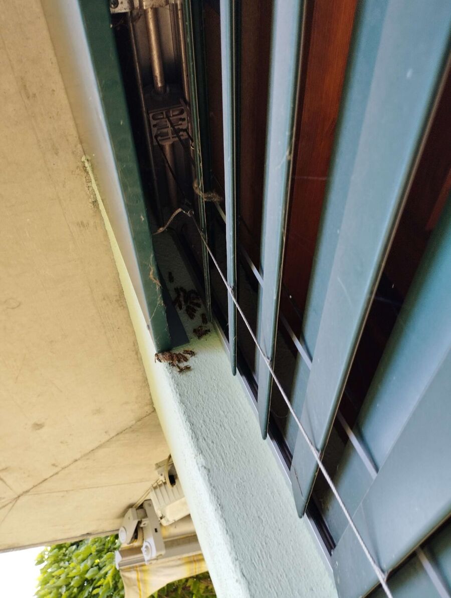 exterminateur d insectes a-Soyhières.jpg