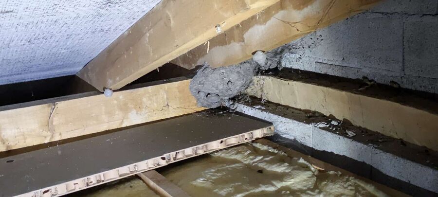 exterminateur d insectes a-La Tène.jpg