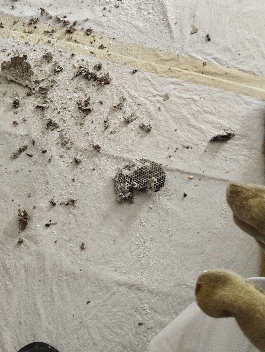 exterminateur d insectes a-Ardon.jpg