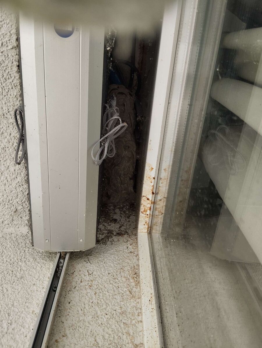 exterminateur d insectes a-Ausserberg.jpg