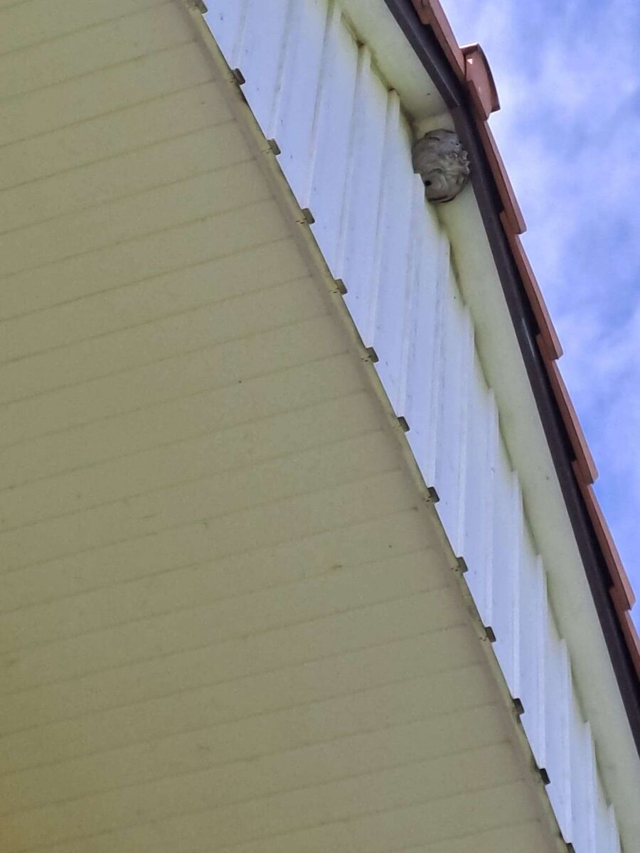 exterminateur d insectes a-Baltschieder.jpg