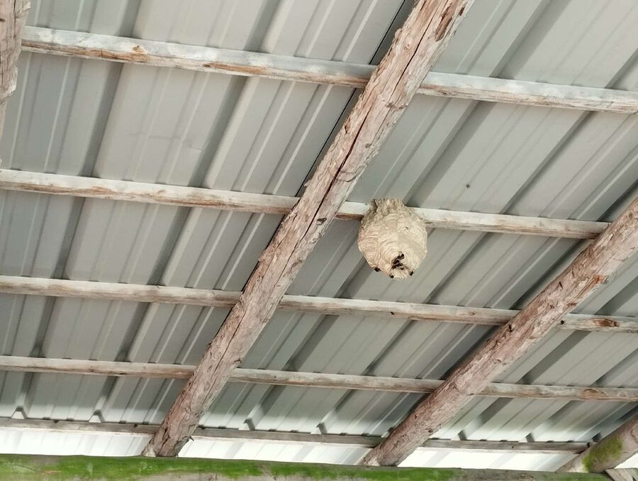 exterminateur d insectes a-Bellwald.jpg