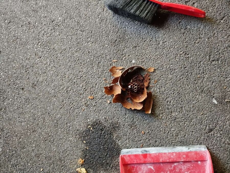 exterminateur d insectes a-Bister.jpg