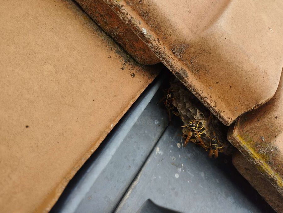 exterminateur d insectes a-Bourg-Saint-Pierre.jpg