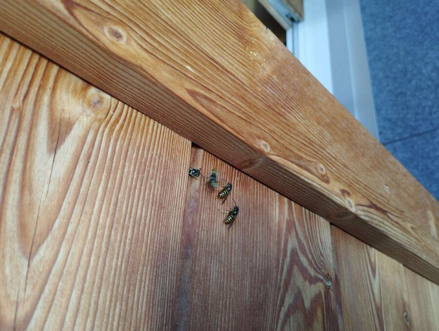 exterminateur d insectes a-Bovernier.jpg