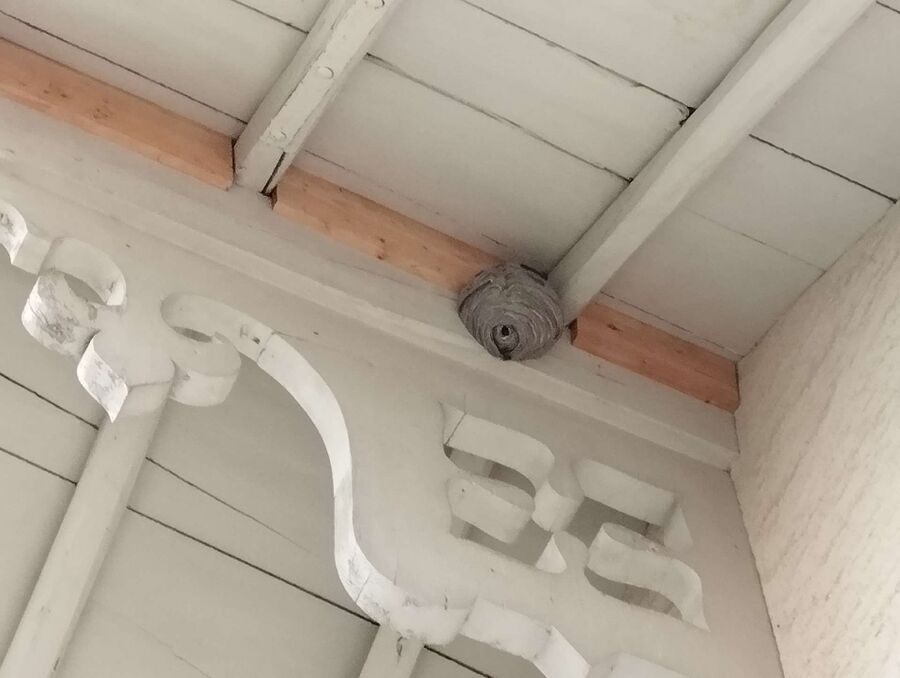 exterminateur d insectes a-Brig-Glis.jpg