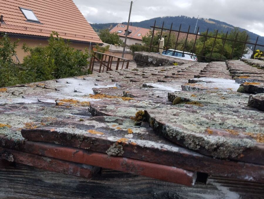 exterminateur d insectes a-Chippis.jpg