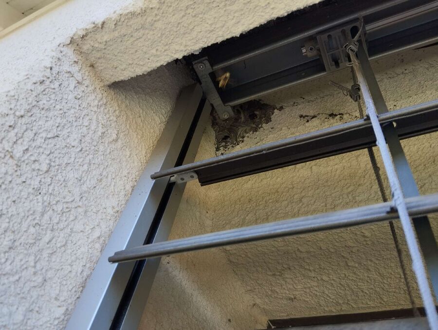 exterminateur d insectes a-Eggerberg.jpg