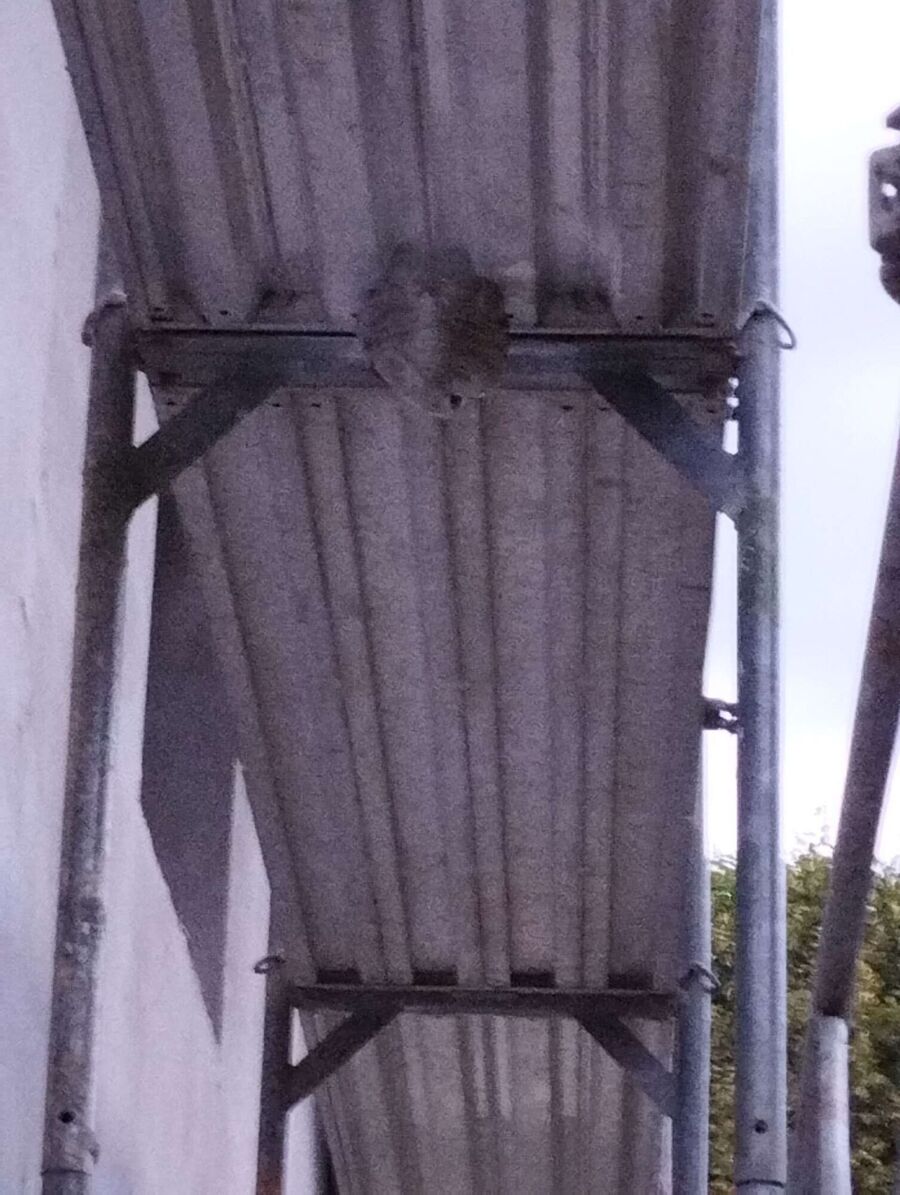 exterminateur d insectes a-Eischoll.jpg