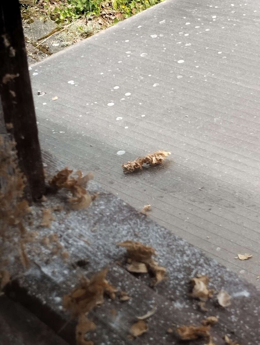 exterminateur d insectes a-Embd.jpg