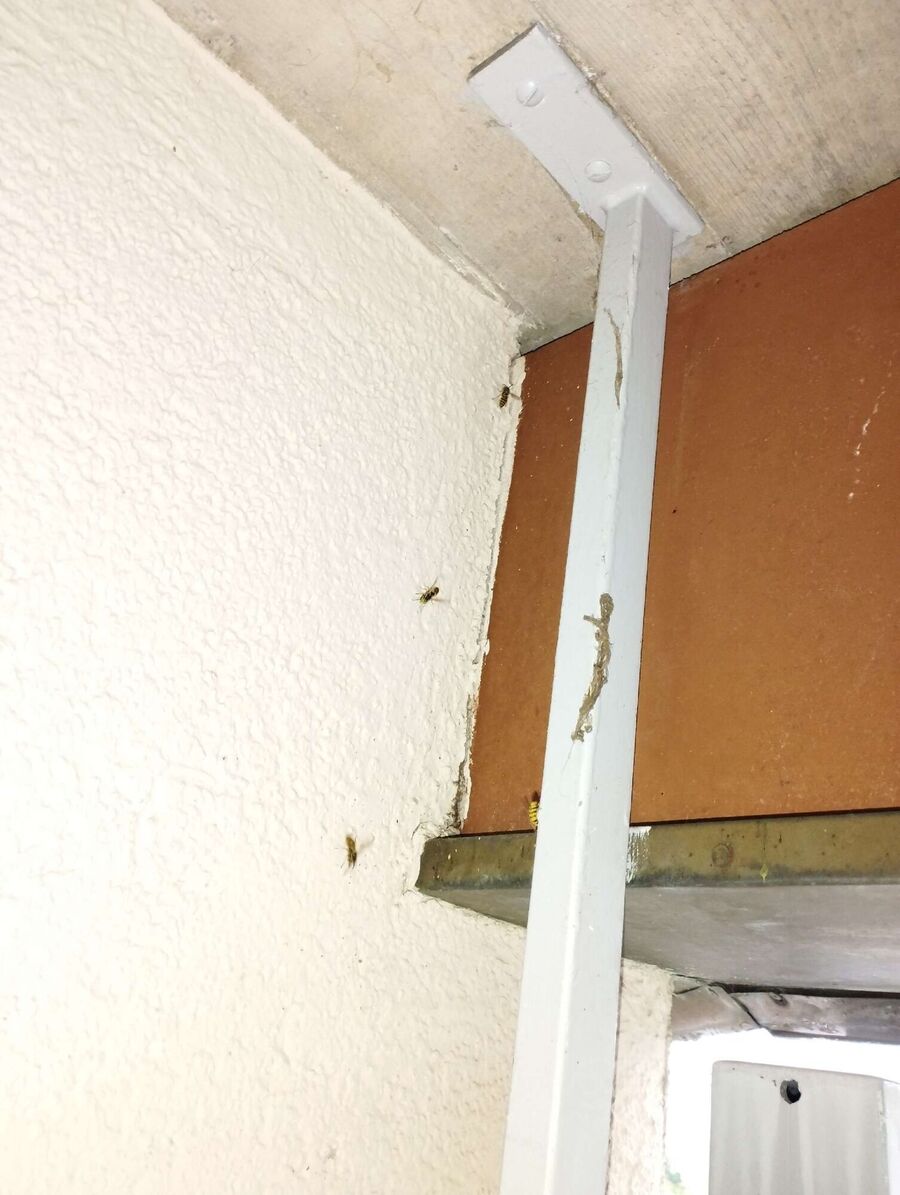 exterminateur d insectes a-Ernen.jpg