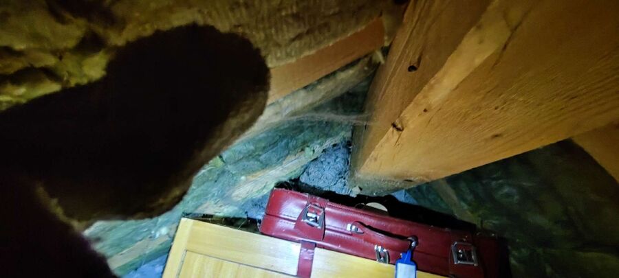 exterminateur d insectes a-Le Locle.jpg