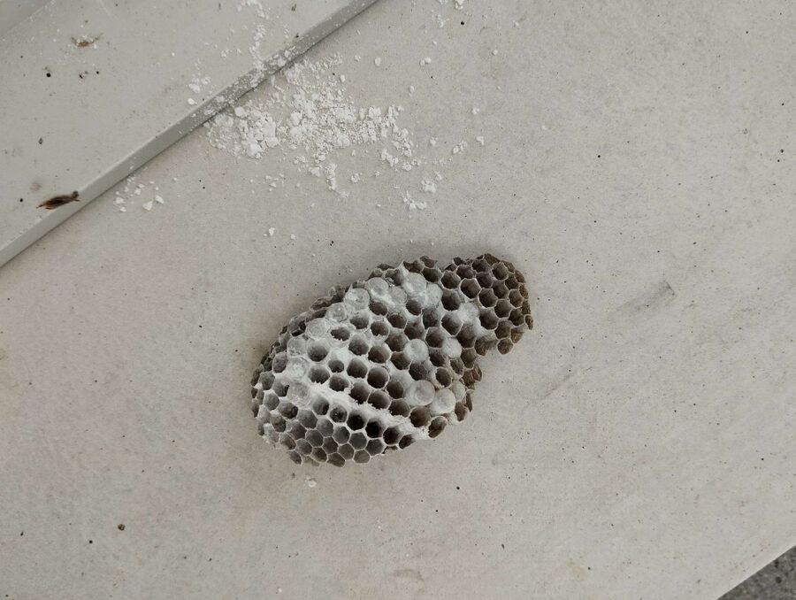 exterminateur d insectes a-Evolène.jpg