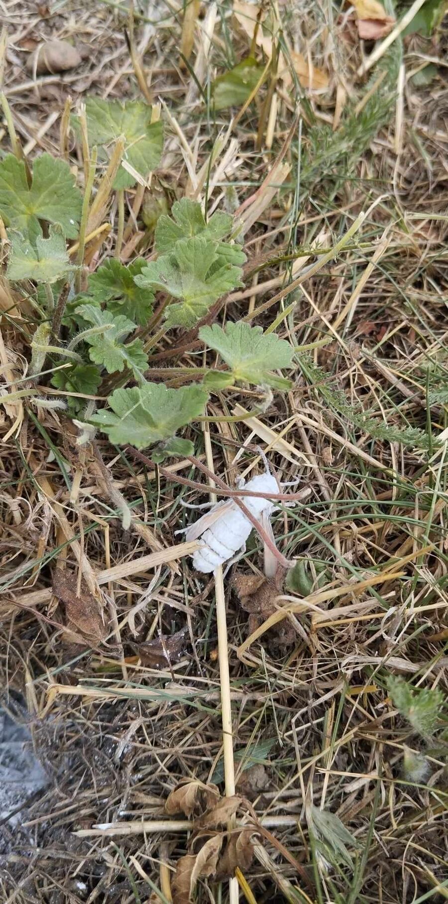 exterminateur d insectes a-Ferden.jpg