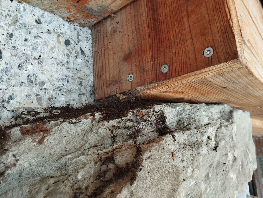 exterminateur d insectes a-Fieschertal.jpg