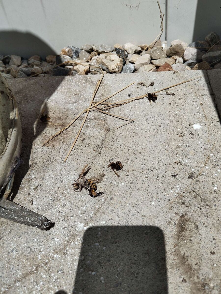 exterminateur d insectes a-Finhaut.jpg